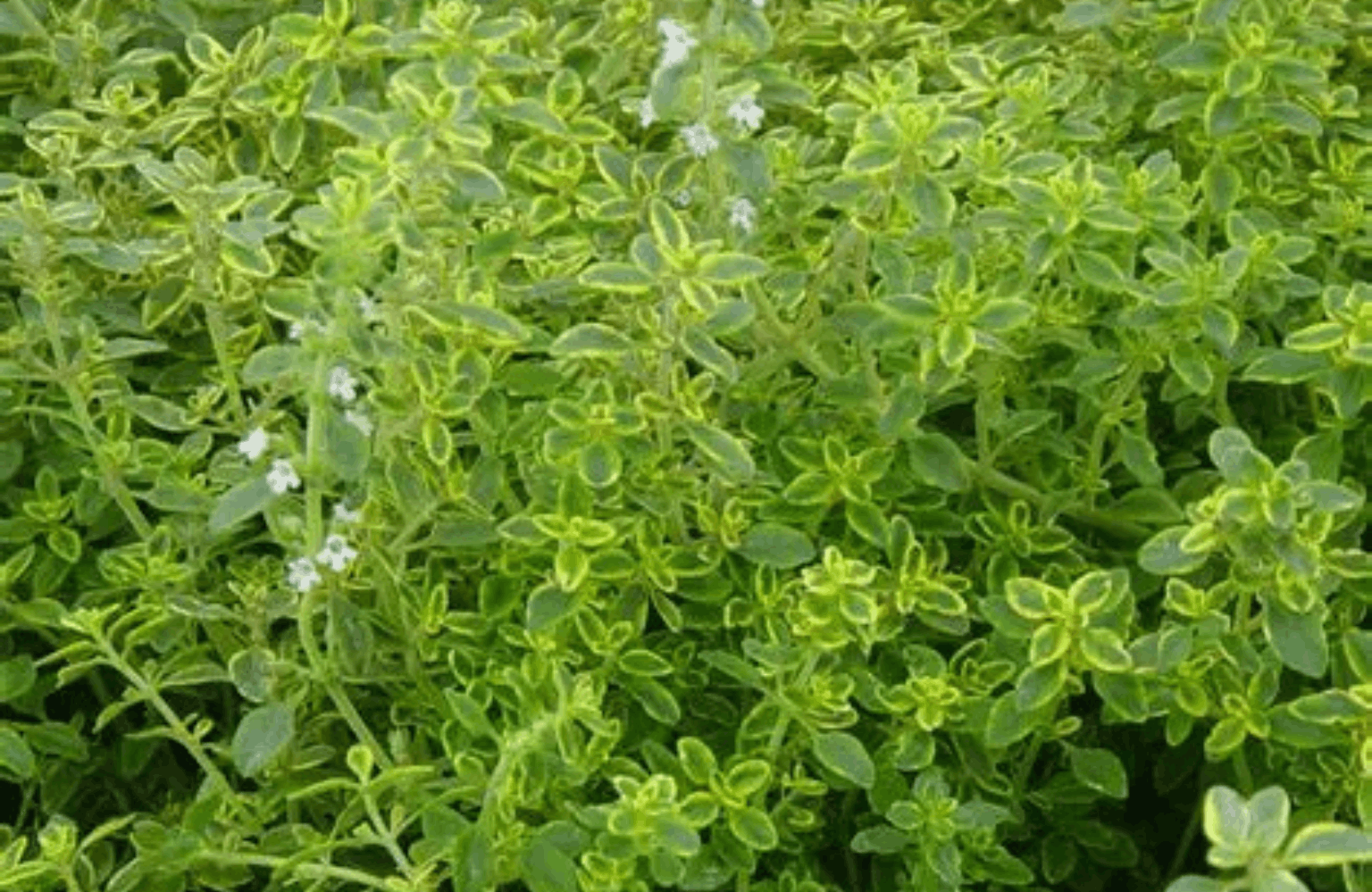 Thyme