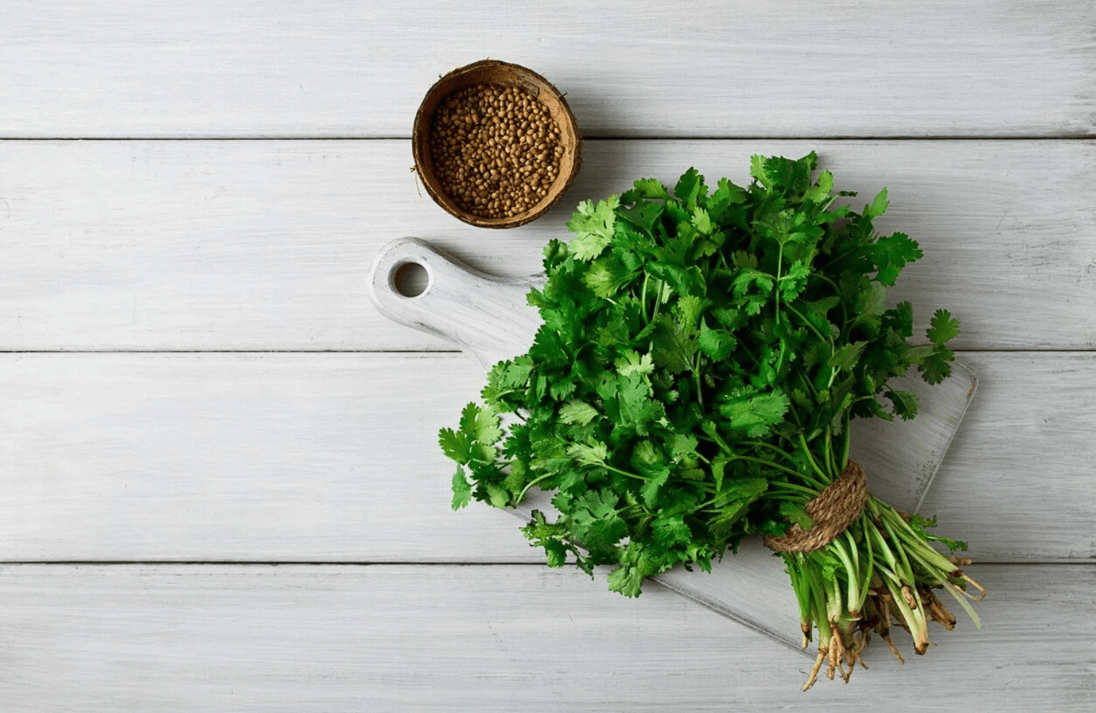 Coriander