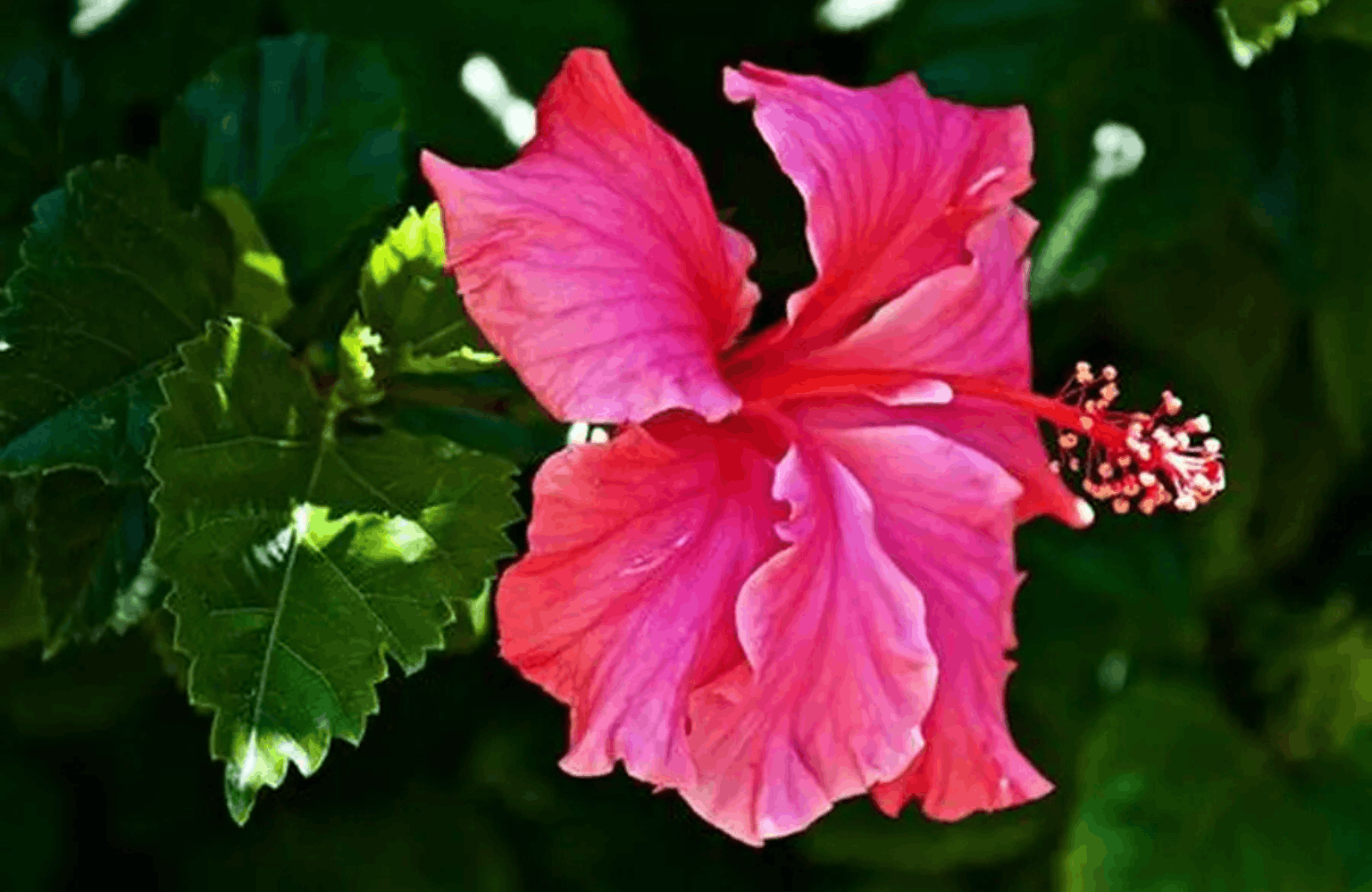 Hibiscus