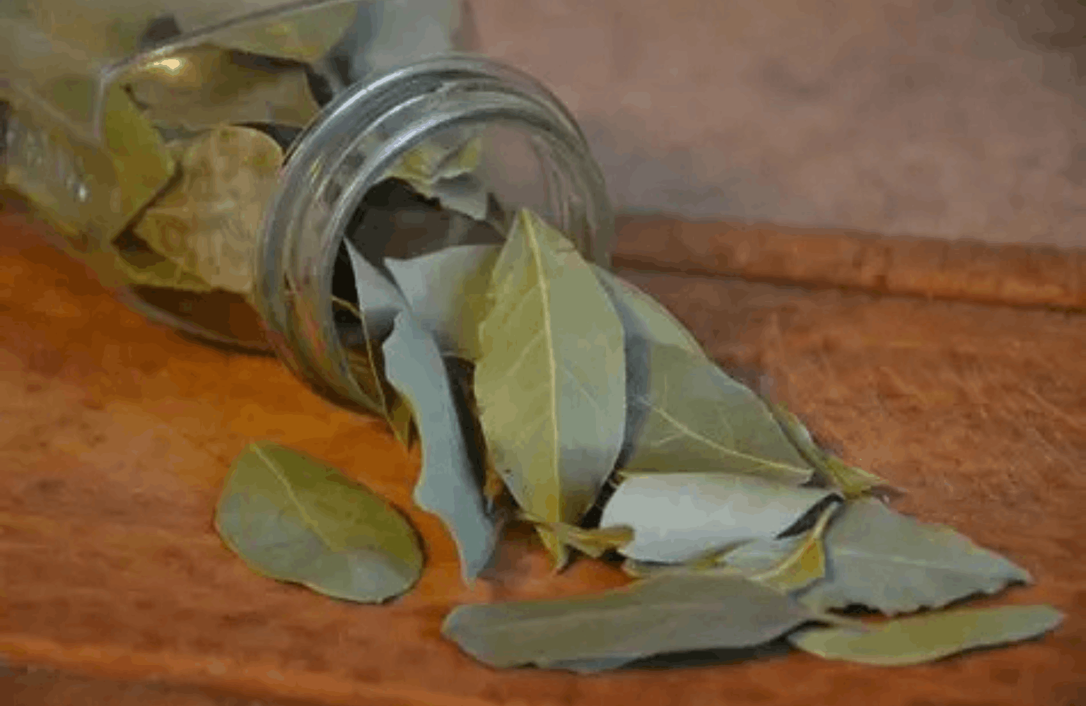 Bay Leaf